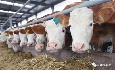 她，带着疯牛病来了！