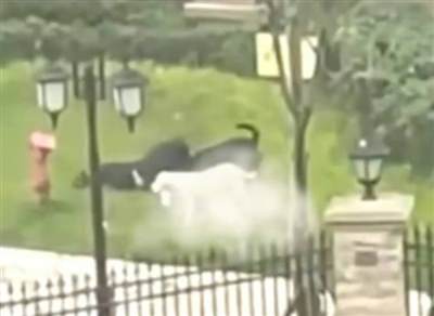 你听过“战狼外交”,但你听过以色列的“疯狗外交”吗?