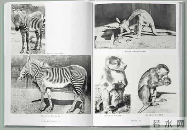 一百多年前，最时髦的事是去逛动物园